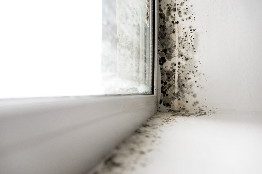Schimmel an Fensterdichtung und -gummi richtig entfernen